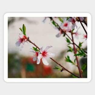 Almond Blossom Sticker